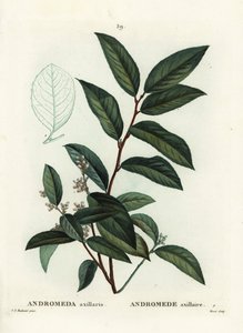 Fetterbush, Andromeda axillaris. Handkolorierte Punktstichgravur von Moret nach einer Illustration von Pierre-Joseph Redouté aus Henri Louis Duhamel du Moncels „Traité des Arbres et Arbustes“, Paris