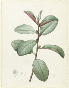 Ficus rubeginosa (wc e bodycolour sobre grafite aveludado) de Pierre Joseph Redouté