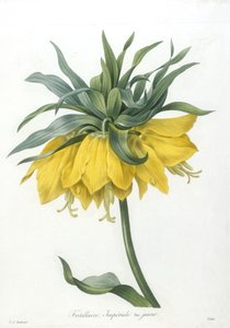 Fritillary, variedade amarela Imperiale, da Seleção Das Flores Mais Bonitas E Dos Frutos Mais Bonitos, 1827 (gravura stipple colorida à mão)
