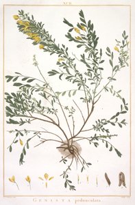 Vassoura pedúnculo de tiras que são novos ou menos Cognitae, 1784 (gravura mão-colorida) de Pierre Joseph Redouté