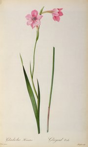 Gladíolo Hirsulus, de `Les Liliacees &39;, 1805 de Pierre Joseph Redouté