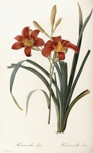 Hemerocallis Fulva - Hemerocalle Fauve de Pierre Joseph Redouté