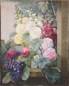 Malvas, uvas e um papagaio, 1836. de Pierre Joseph Redouté