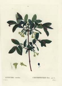 Honeyberry, Haskap berry, blue-berried honeysuckle, ou sweetberry honeysuckle, Lonicera caerulea. Gravura de agulha colorida por Miss Brenet depois de uma ilustração de Pierre-Joseph Redoute de Henri Louis Duhamel du Moncel