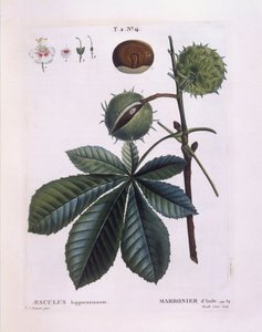 Castanheiro-cavalo ou Conker (Aesculus hippocastanum), Henry Louis Duhamel du Monceau, placa botânica de Pierre Joseph Redouté de Pierre Joseph Redouté