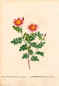 Cem Coroas Burnet rose, Rosa pimpinellifolia variedade, La Pimprenelle aux Cent-Ecus. Gravura em chapa de cobre colorida à mão de "Les Roses", de Pierre Joseph Redoute, Paris de Pierre Joseph Redouté