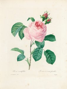 Rose de cem folhas, gravada por Langlois, de "Escolha das mais belas flores e frutas mais bonitas", vol. Eu, 1827-33