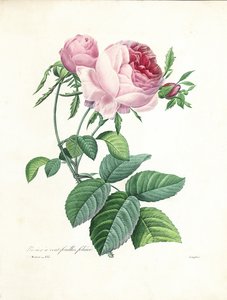 Rose de cem folhas, gravada por Langlois, de "Escolha das mais belas flores e frutas mais bonitas", vol. Eu, 1827-33