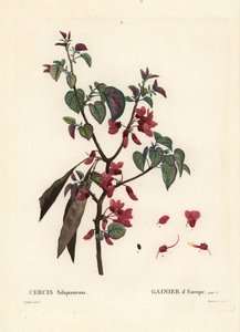 Árvore de Judas, Cercis siliquastrum. Gravura de um estilete colorido por Tassaert após uma ilustração de Pierre-Joseph Redoute, de Henri Louis Duhamel du Moncel