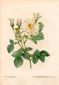 Rosa branca de Fleury, variedade Rosa alba, la blanc foliaceee de Fleury. Gravura em chapa de cobre colorida à mão de "Les Roses", de Pierre Joseph Redoute, Paris. de Pierre Joseph Redouté