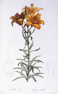 Lilium davidii de Pierre Joseph Redouté