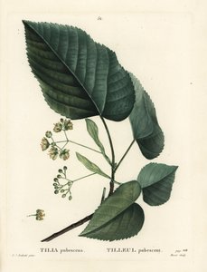 Limeiras, Tilia pubescens. Gravura de ponto colorido por Moret depois de uma ilustração de Pierre-Joseph Redoute de Henri Louis Duhamel du Moncel