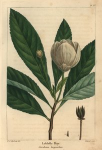 Loblolly bay, Gordonia lasyanthus (gravura) de Pierre Joseph Redouté