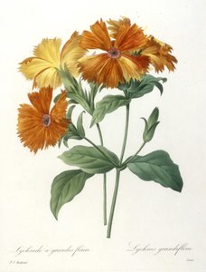 Lychnid com flores grandes, Lychnus grandiflora, da escolha das flores mais belas e frutas mais bonitas, 1827 (gravura stipple colorido à mão)