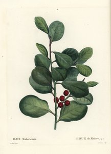 Azevinho da Madeira, Ilex perado (Azevinho de Madere, Ilex maderiensis). Gravura de agulha colorida por Casenave depois de uma ilustração de Pierre-Joseph Redoute de Henri Louis Duhamel du Moncel