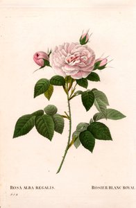Rosa rosa rosa, rosa branca real, Rosa alba var. incarnata. Gravura em chapa de cobre colorida à mão de "Les Roses", de Pierre Joseph Redoute, Paris. de Pierre Joseph Redouté