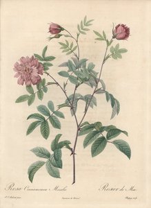 Rosa de Maio ou rosa de canela - Eau forte de Chapuy, de uma ilustração de Pierre Joseph Redoute (1759-1840), extrato de Les Roses de Pierre Joseph Redouté