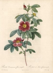 May rose ou canela de rosa uma flor simples - Eau forte de Charlin, de uma ilustração de Pierre Joseph Redoute (1759-1840), de Les Roses de Pierre Joseph Redouté