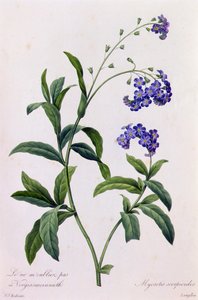 Myosotis Scorpiodes (gravura colorida) de Pierre Joseph Redouté