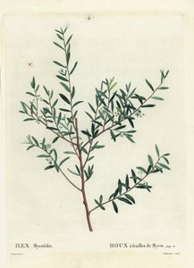 Myrtle holly ou myrtle dahoon, Ilex myrtifolia. Gravura de um estilete colorido por Delaneaux depois de uma ilustração de Pierre-Joseph Redoute de Henri Louis Duhamel du Moncel