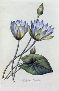 Nymphea Caerulea (gravura colorida) de Pierre Joseph Redouté