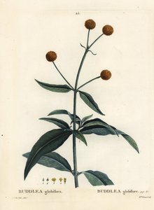 Buddleja globosa (Buddlea globiflora), Buddleja globosa (Buddlea globiflora). Gravura de agulha colorida por Miss Brenet depois de uma ilustração de Pierre-Joseph Redoute de Henri Louis Duhamel du Moncel