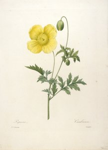 Papaver, da escolha das flores mais bonitas e as frutas mais bonitas, 1827 (gravura stipple mão-colorido)