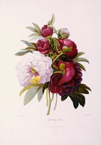 Peônias, gravadas por Prevost de Pierre Joseph Redouté