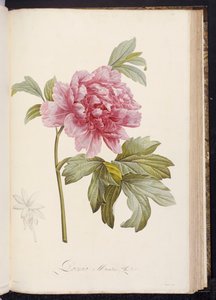 Peônia, de "Descrição de plantas raras e cultivadas em Malmaison e Navarra", de Aime Bonpland, 1812-14 de Pierre Joseph Redouté