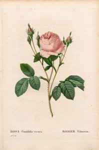 Pink Vilmorin, Rosa centifolia Vilmorin. Gravura em chapa de cobre colorida à mão de "Les Roses", Paris, de Pierre Joseph Redoute de Pierre Joseph Redouté
