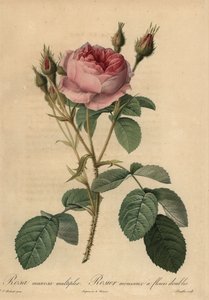 Rosa rosa musgo, Rosa centifolia f. muscosa de Pierre Joseph Redouté