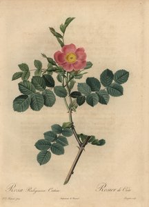 Rosa rubiginosa rosa, Rosa rubiginosa de Pierre Joseph Redouté