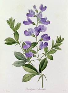 Podalyria Australis (gravura colorida) de Pierre Joseph Redouté