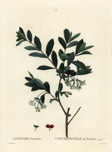Madressilva dos Pirenéus, Lonicera pyrenaica. Gravura de um estilete colorido por Tessaert após uma ilustração de Pierre-Joseph Redoute, de Henri Louis Duhamel du Moncel