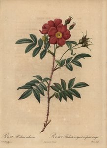 Rosa vermelha, Rosa de Pierre Joseph Redouté