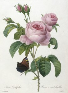 Rosa Centifolia, rosa de uma folha, da seleção das flores mais belas e as mais belas frutas, 1827 (gravura stipple colorido à mão)