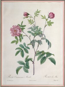 Rosa Cinnamomea Maialis, gravada por Chapuy, publicada por Remond de Pierre Joseph Redouté