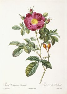 Rosa Damascena Coccina de Pierre Joseph Redouté