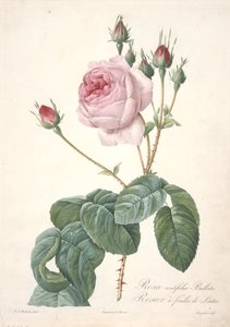 Rosa centifolia Bullata, folha de alface rosa, de Les Roses, 1817-24 (gravura pontilhada à mão) de Pierre Joseph Redouté
