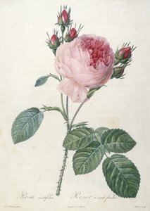Rosa centrífuga, Rosa de folhas rosadas, de Les Roses, 1817-24 (gravura pontilhada à mão) de Pierre Joseph Redouté