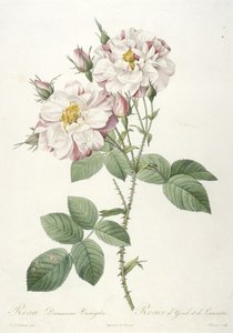 Rosa damascena variegata, Rosa de York e Lancaster, de A coroa das rosas, 1817-1824 (gravura pontilhada à mão) de Pierre Joseph Redouté