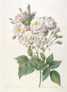 Rosa noisettiana, Rosa de Philippe de Noisette, de A Coroa de Rosas, de 1817 a 1824 (gravura pontilhada à mão) de Pierre Joseph Redouté