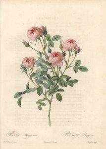 Rose de Meaux a fleurs roses - Etching by Langlois, baseado numa ilustração de Pierre Joseph Redoute (1759-1840), de Les Roses de Pierre Joseph Redouté