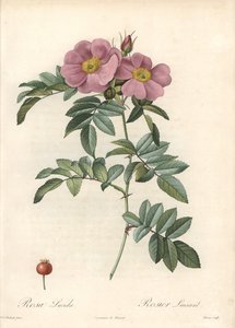 Rosa da Virgínia, com flores rosa - Eau forte de Bessin, baseada numa ilustração de Pierre Joseph Redoute (1759-1840), de Les Roses de Pierre Joseph Redouté
