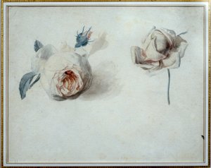 Rose study Watercolour de Pierre Joseph Redoute (1759-1840) Malmaison, musee du chateau do século XIX. de Pierre Joseph Redouté