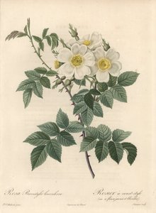 Rosier um estilo curto, variado com flores amarelas e brancas - Eau forte de Langlois Charlin, a partir de uma ilustração de Pierre Joseph Redoute (1759-1840), extrato de Les Roses de Pierre Joseph Redouté
