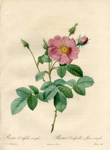 Rosier cem folhas com flores simples - Eau forte de Chapuy, de uma ilustração de Pierre Joseph Redoute (1759-1840), de Les Roses de Pierre Joseph Redouté