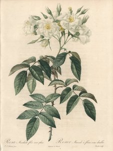 Rosier musque, com flores duplas - Etching by Charlin, de uma ilustração de Pierre Joseph Redoute (1759-1840), extrato de Les Roses de Pierre Joseph Redouté