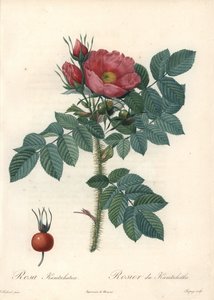 Rose bruta ou rosa Kamchatka - Eau forte de Chapuy, de uma ilustração de Pierre Joseph Redoute (1759-1840), de Les Roses de Pierre Joseph Redouté