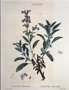 Sage officinale - in "Nouveau Duhamel ou traité des arbres et shrustes que le crove en France", desenhos de P.J. Redouté e P. Bessa, Paris de Pierre Joseph Redouté